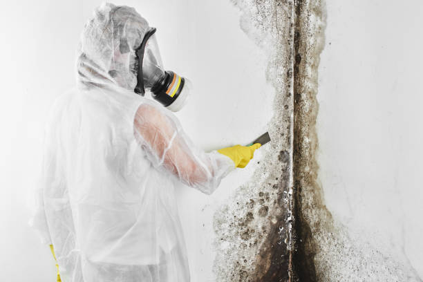 Best Toxic Mold Removal  in Corona De Tucson, AZ