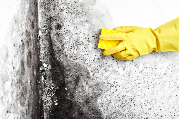 Best Certified Mold Removal  in Corona De Tucson, AZ