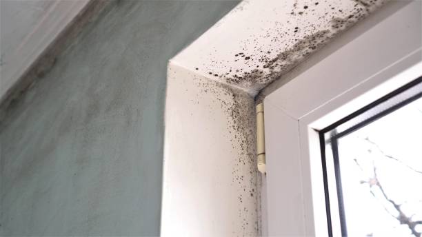 Best Office Mold Removal Services  in Corona De Tucson, AZ